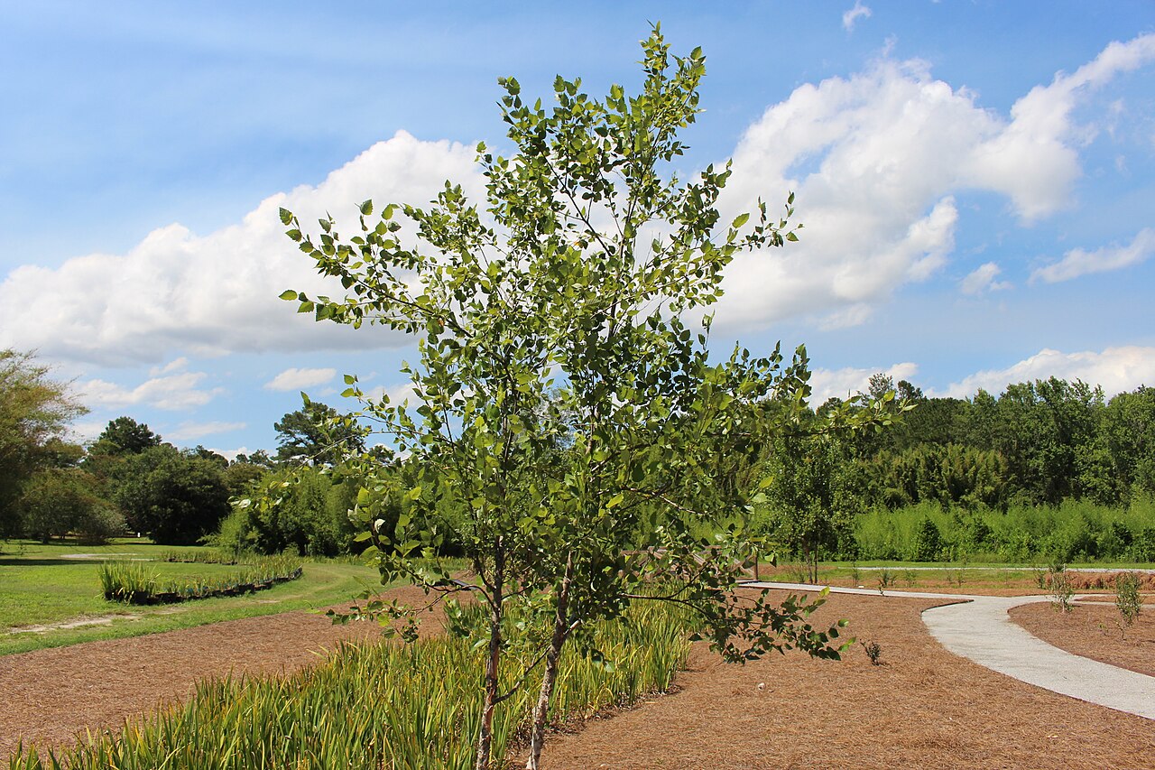 Betula nigra