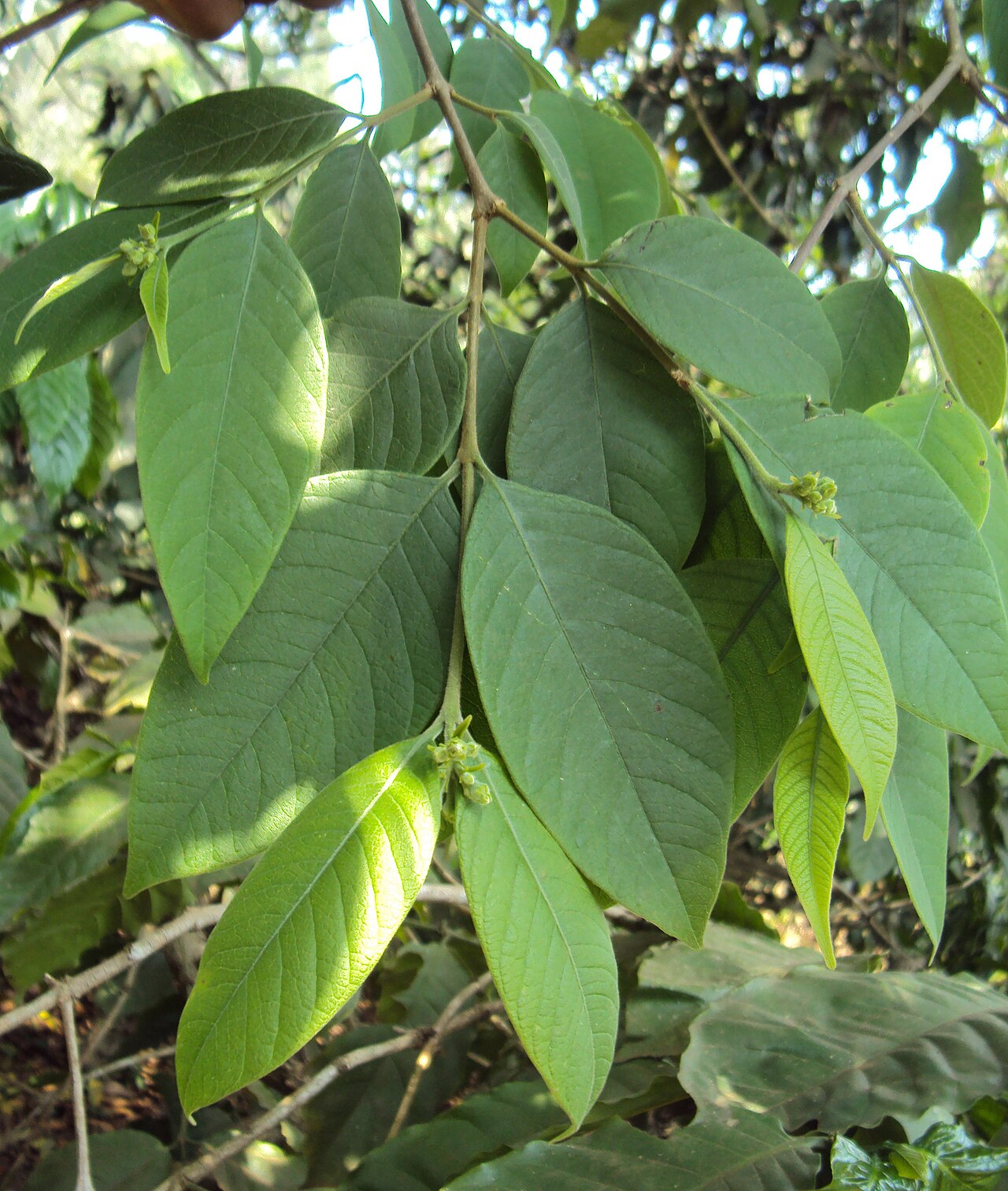 Wrightia arborea