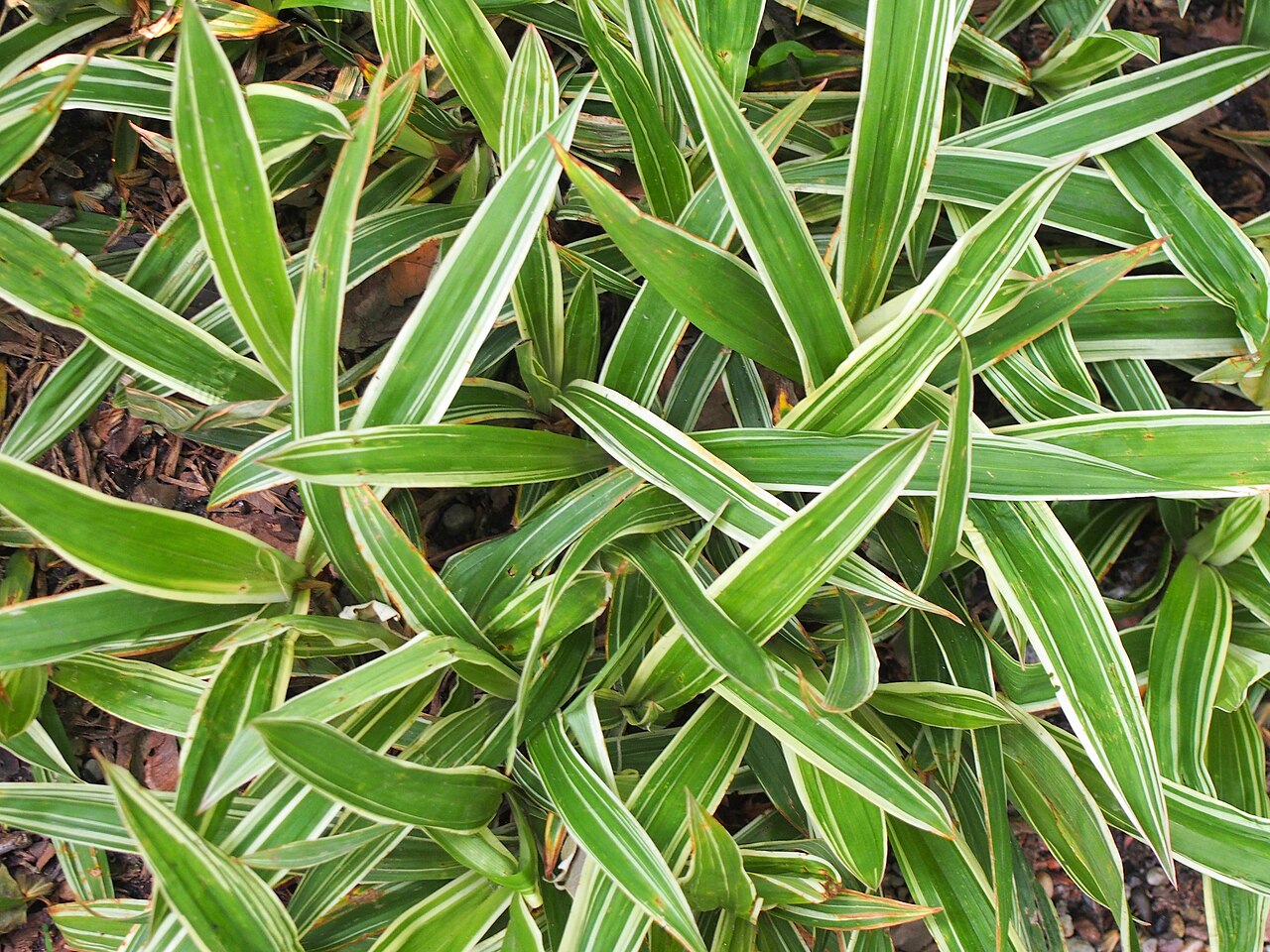 Carex siderosticta