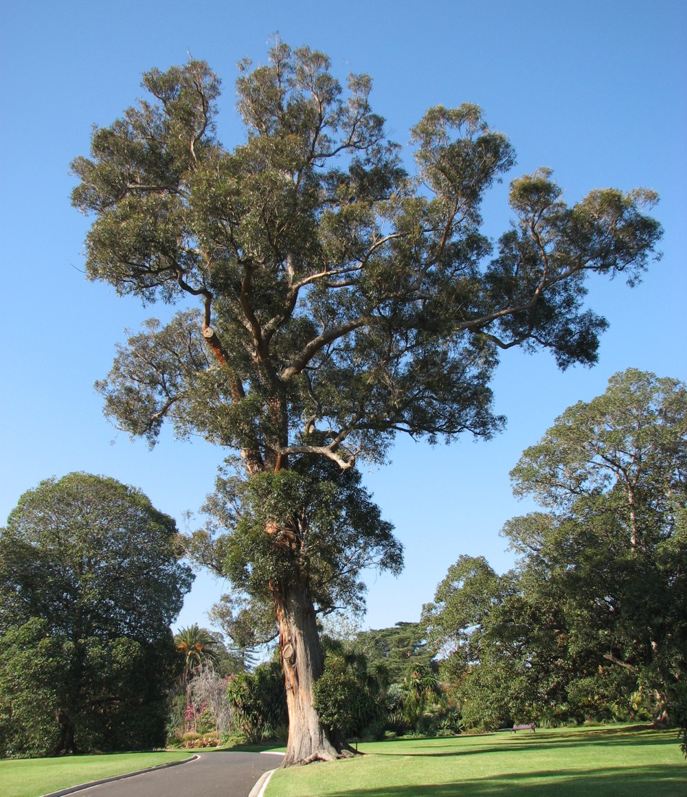 Yellow stringybark