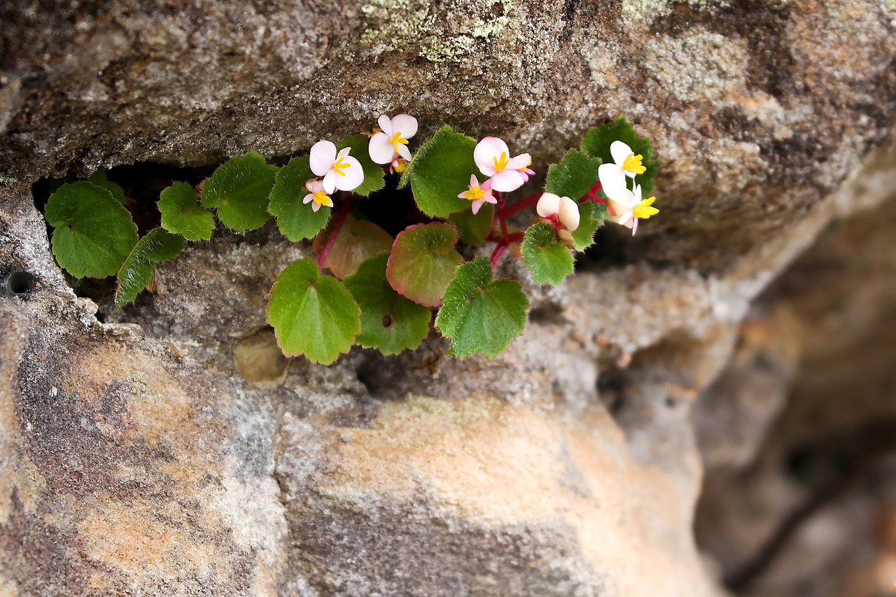 Begonia alchemilloides