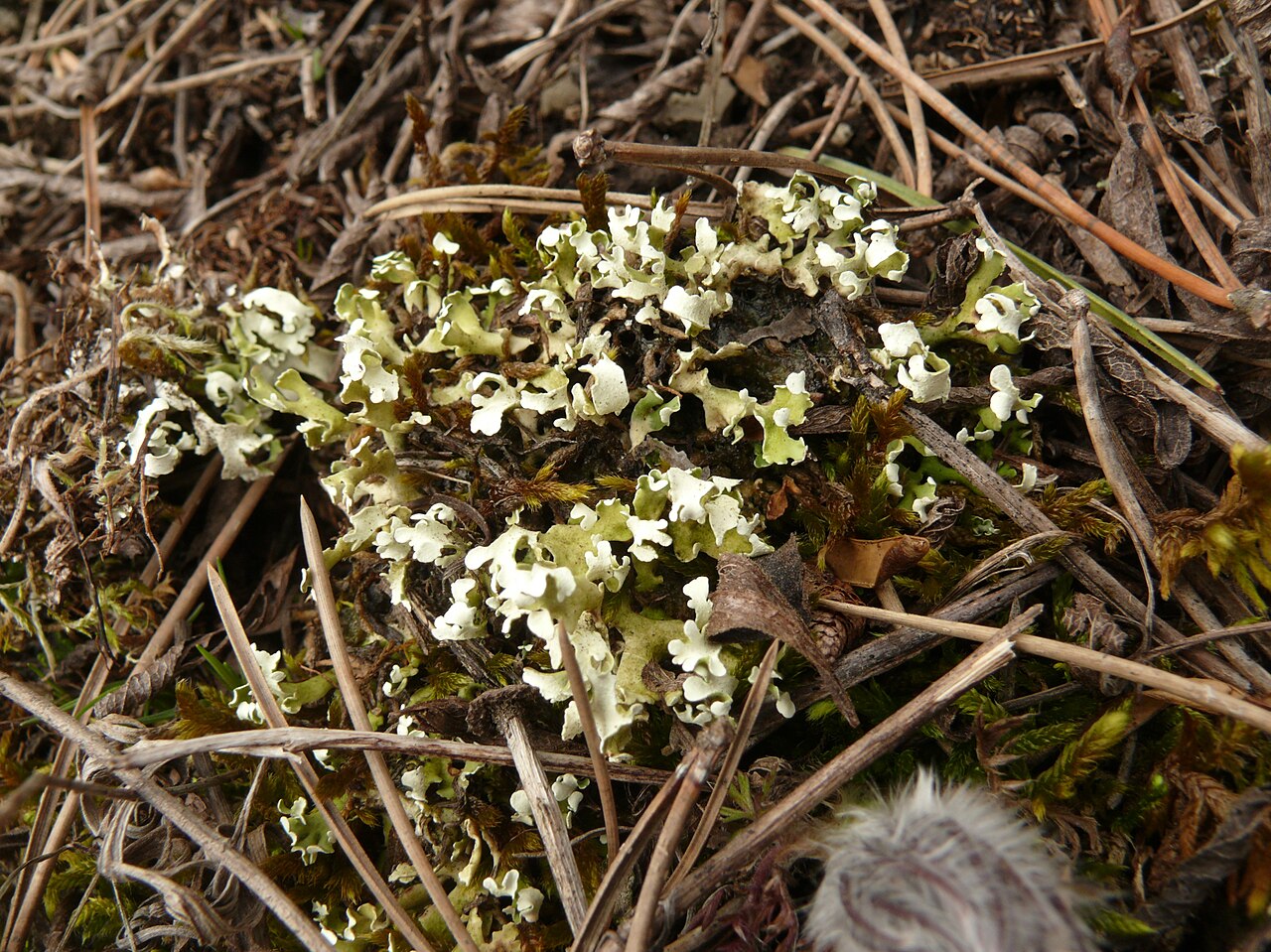 Cladonia convoluta