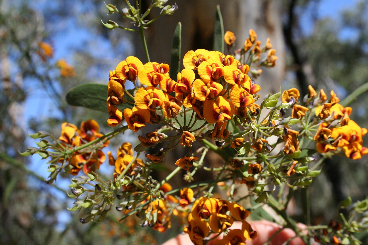 Daviesia corymbosa