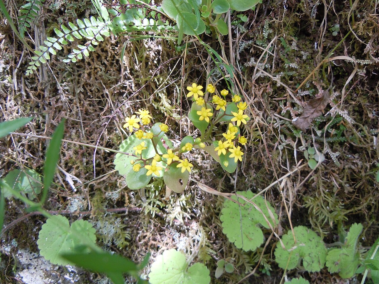 Aichryson divaricatum