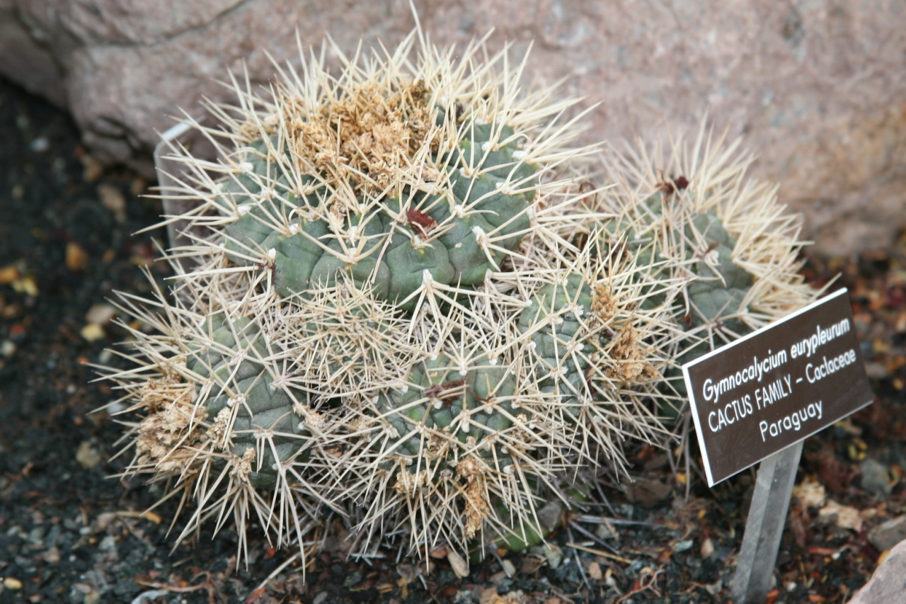 Gymnocalycium eurypleurum