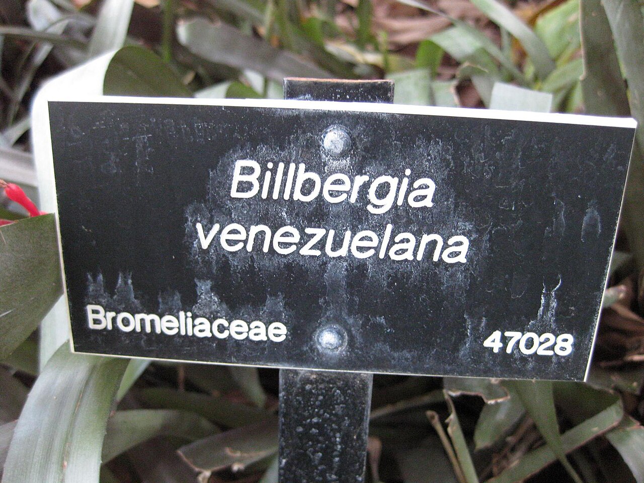 Billbergia rosea