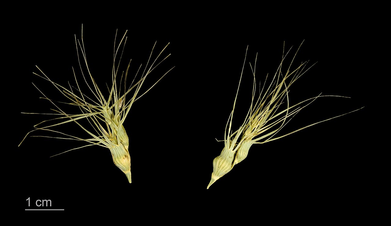 Aegilops geniculata