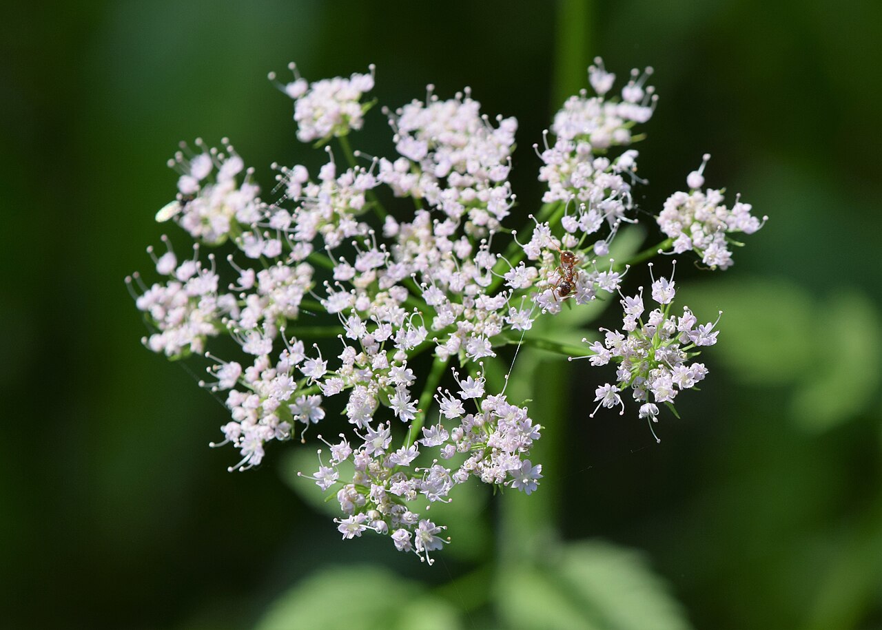 Chaerophyllum aromaticum