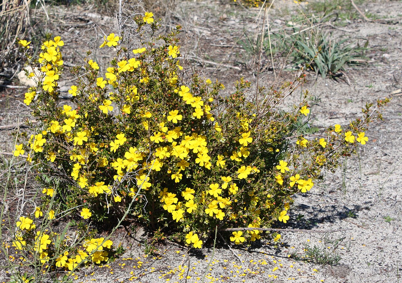 Yellow buttercups