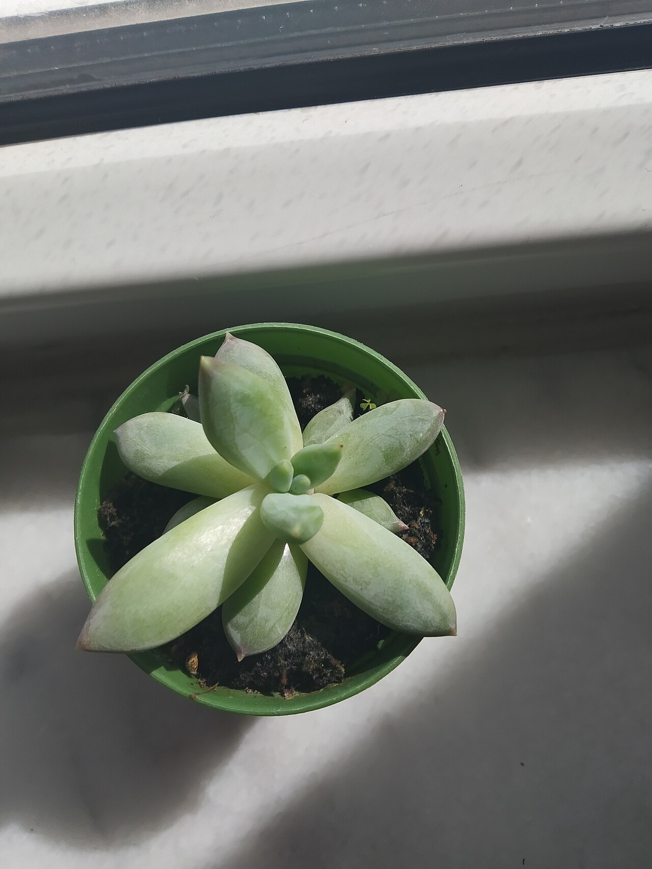 Dudleya greenei