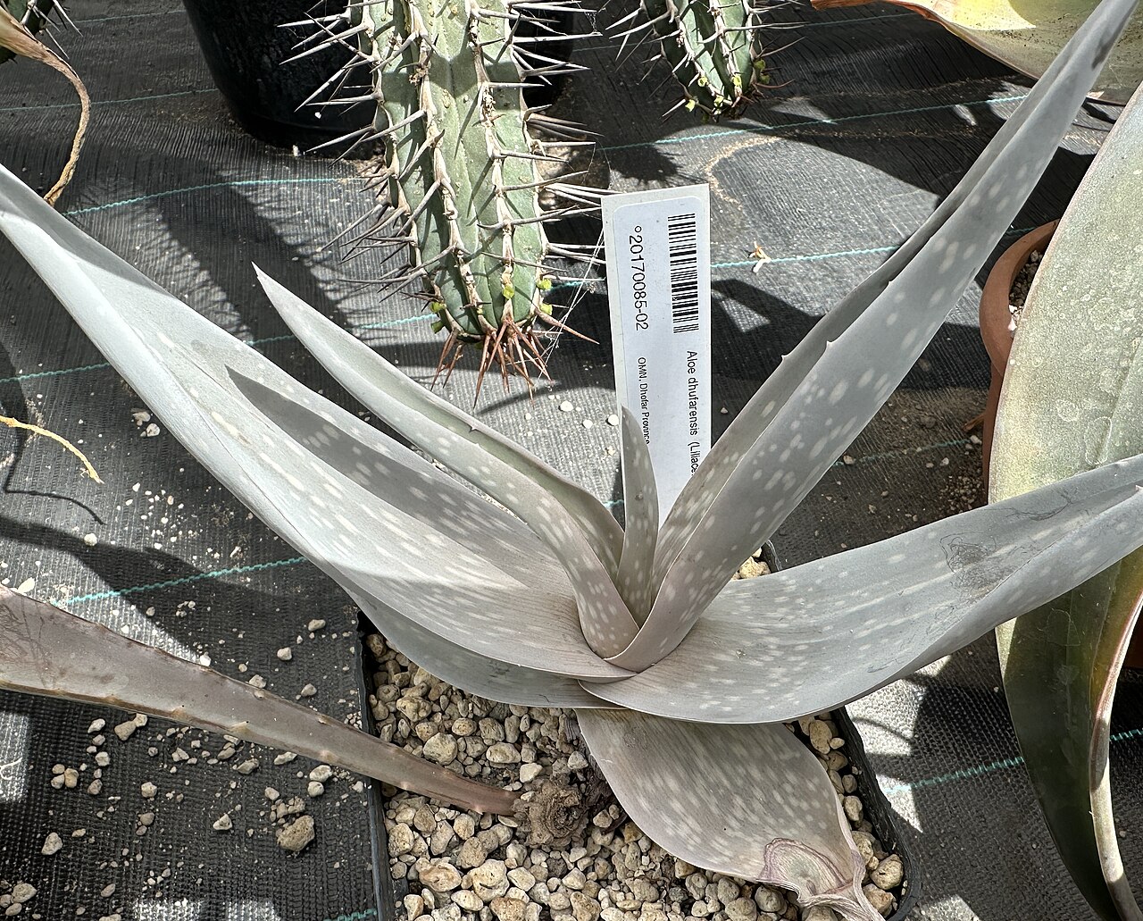 Aloe dhufarensis