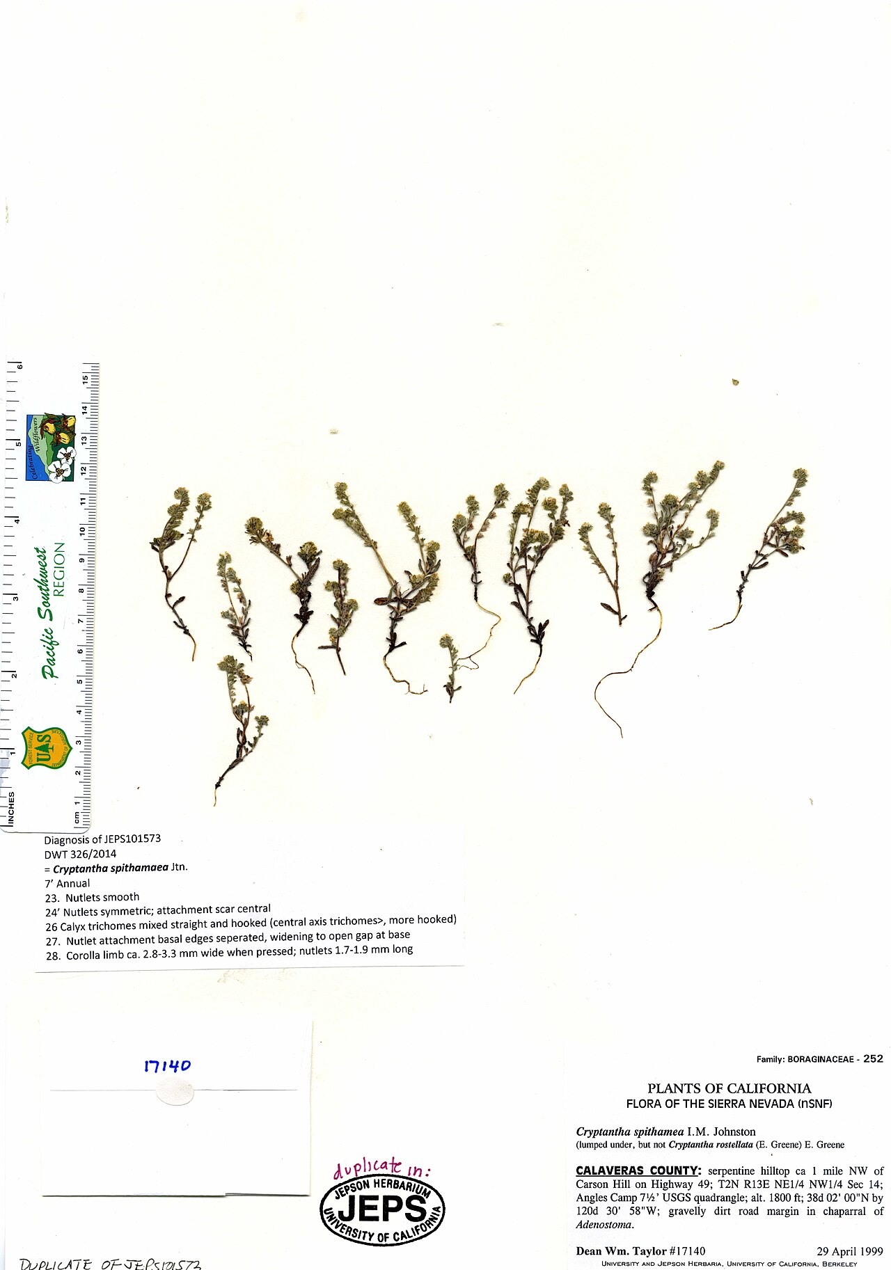 Cryptantha flaccida