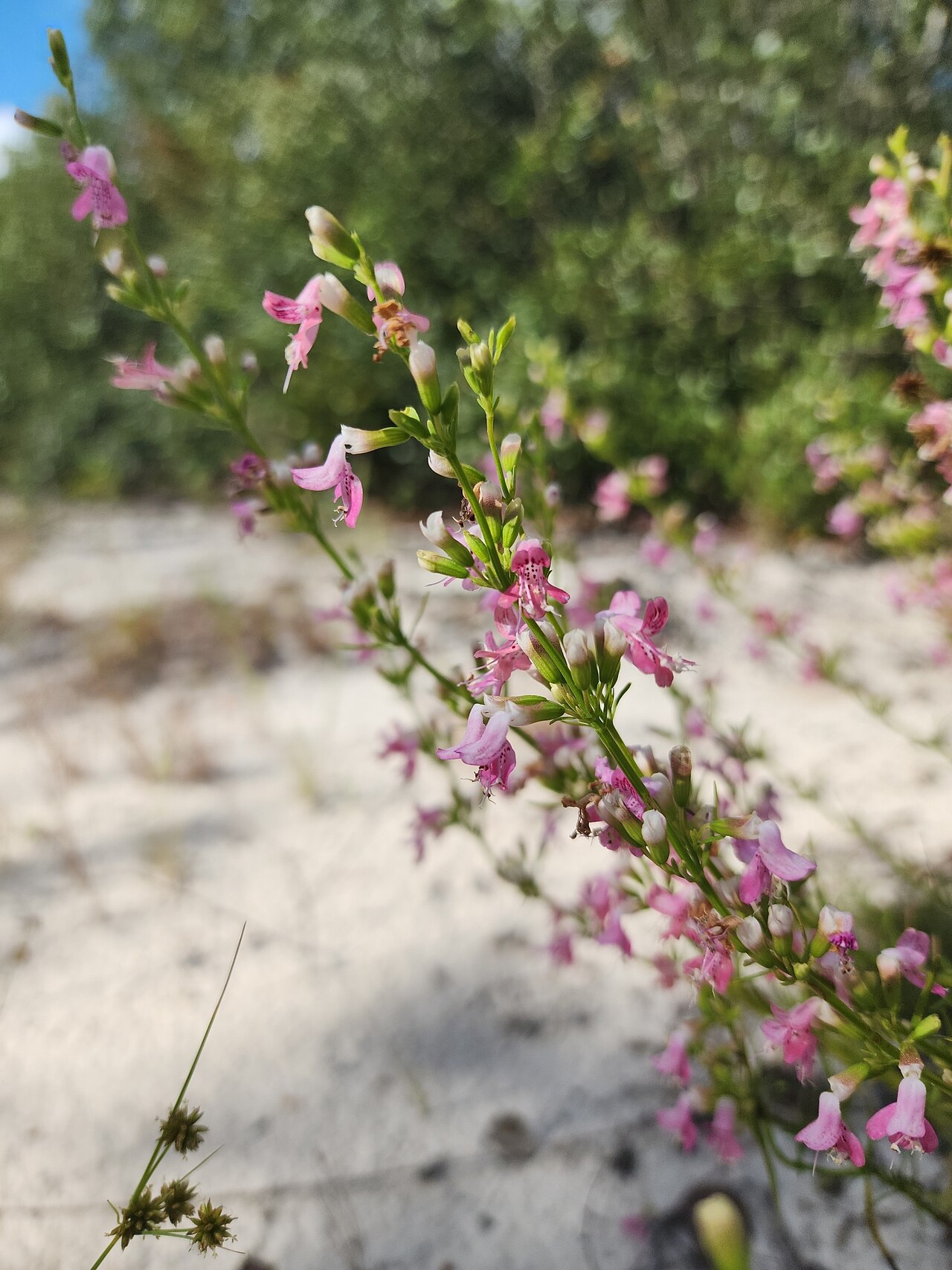 Dicerandra cornutissima