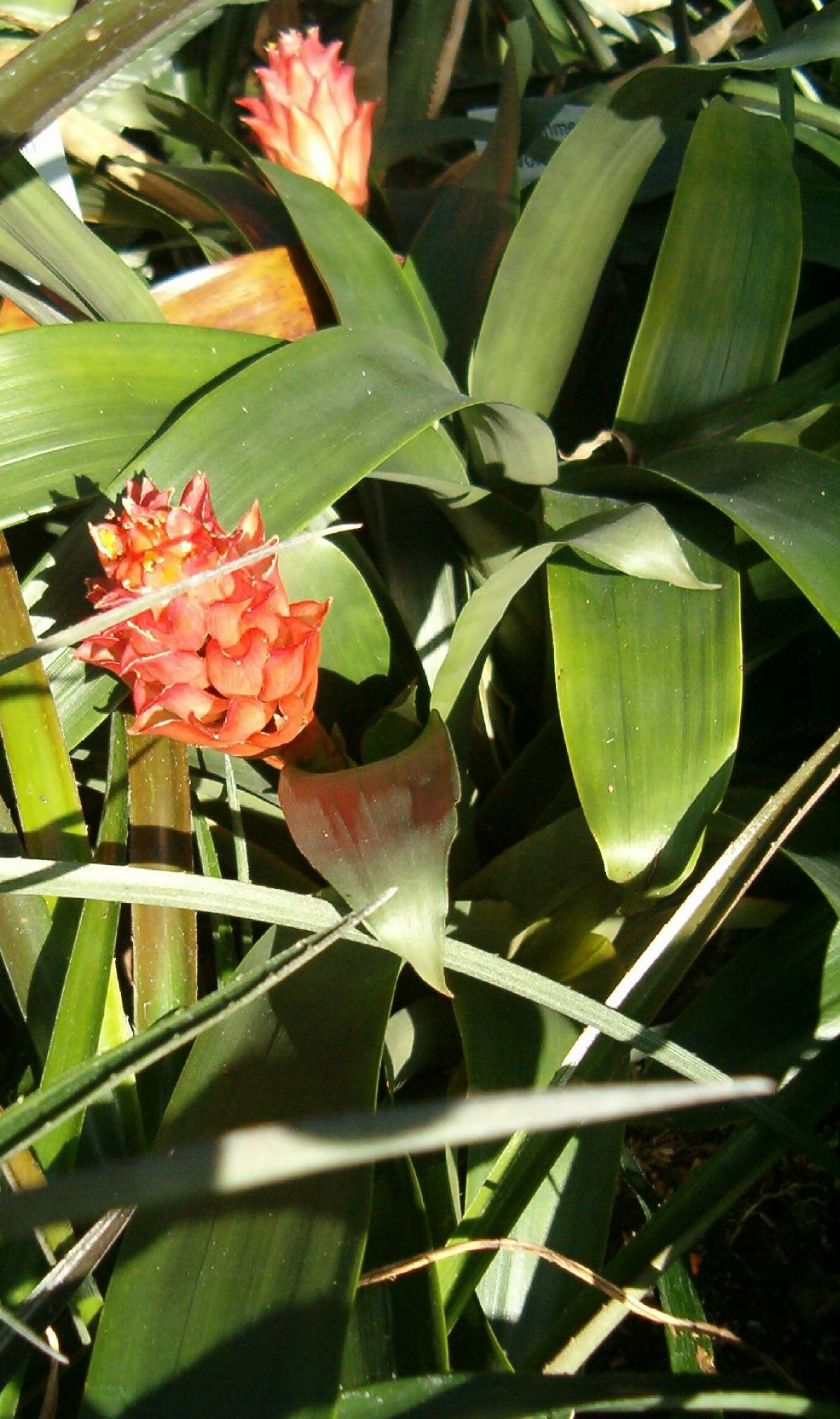 Guzmania osyana