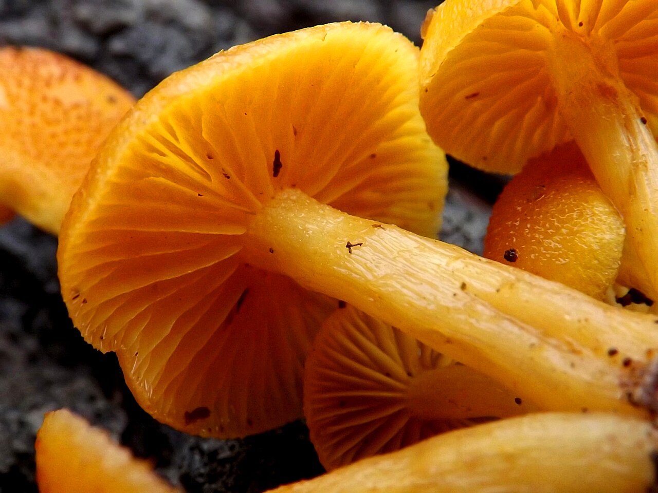Gymnopilus luteoviridis