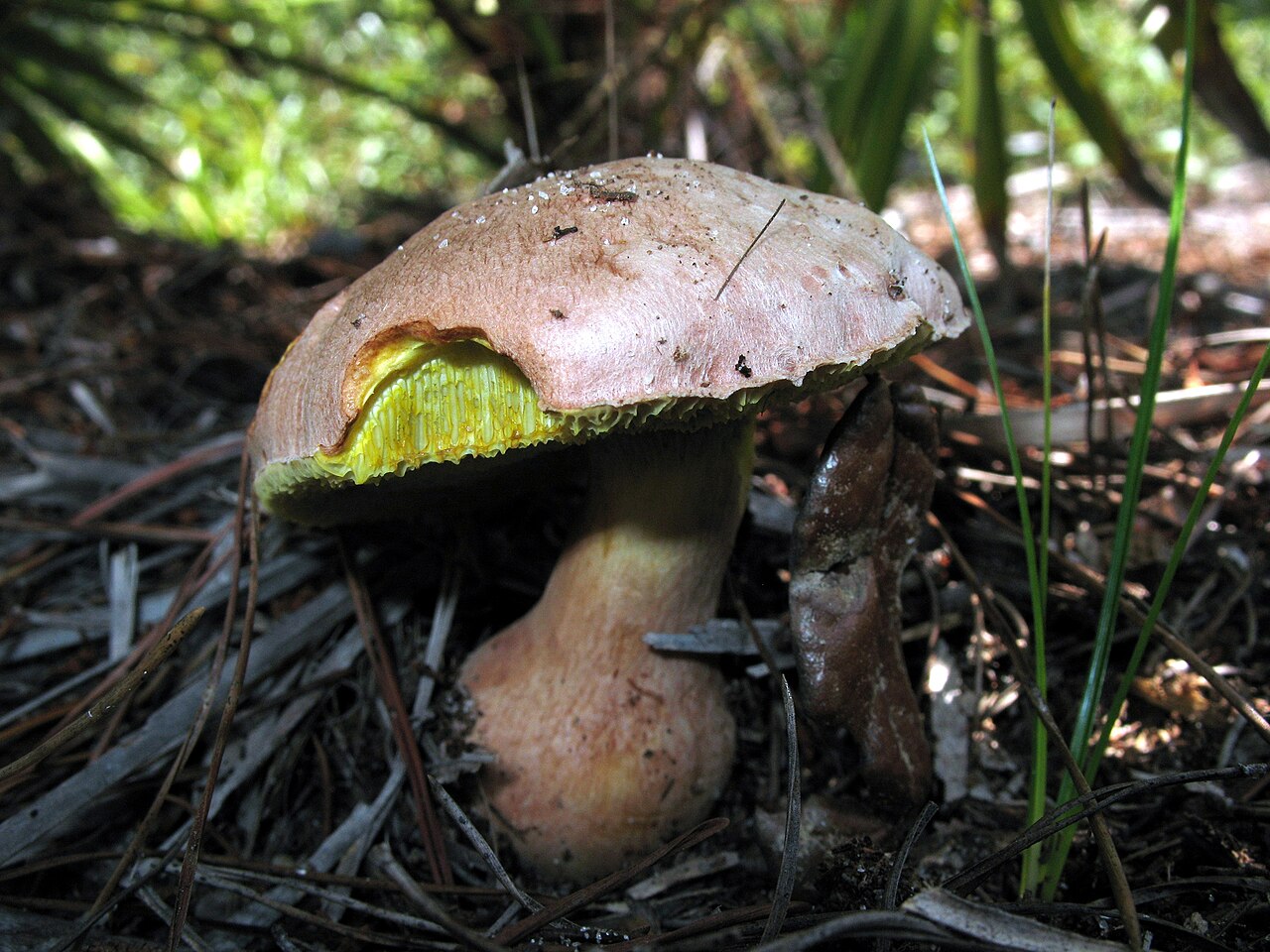 Boletus abruptibulbus