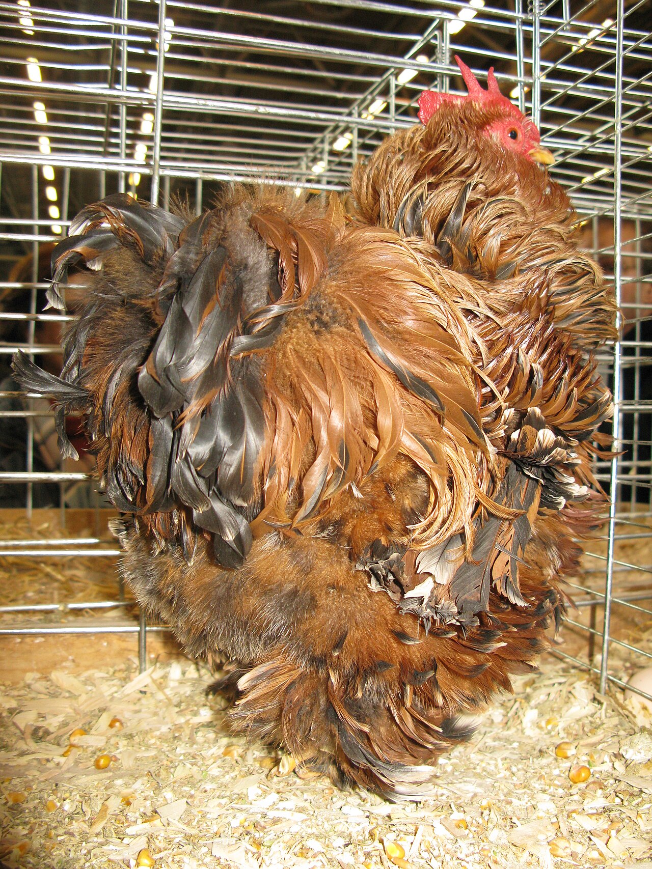 frizzled chickens