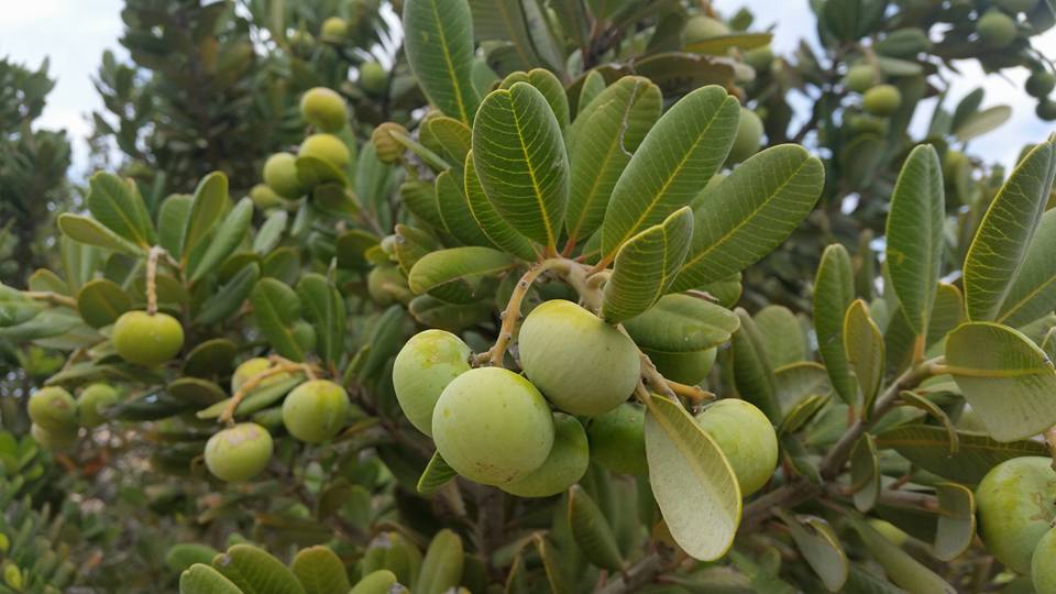 Heeria argentea
