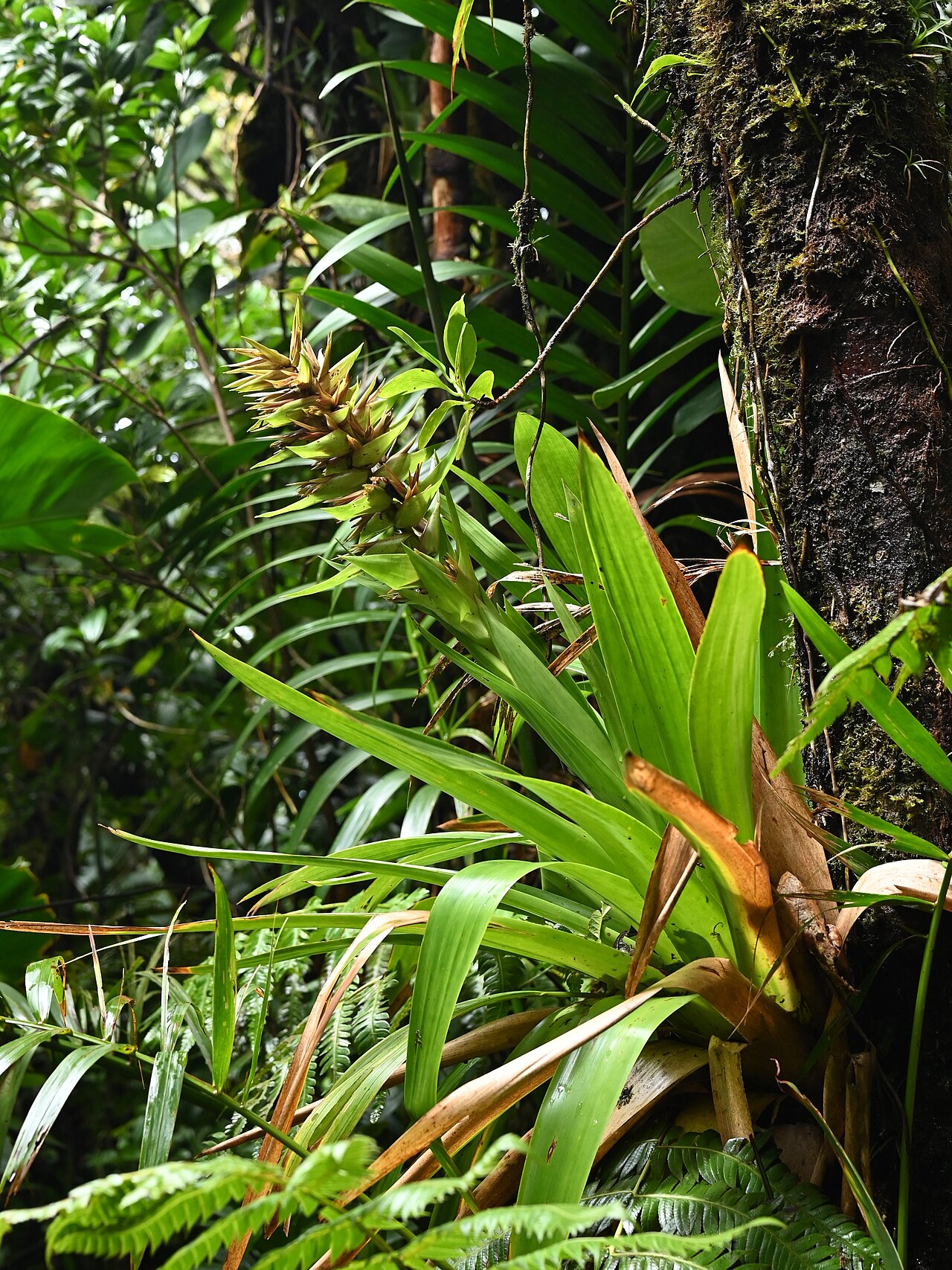 Guzmania megastachya