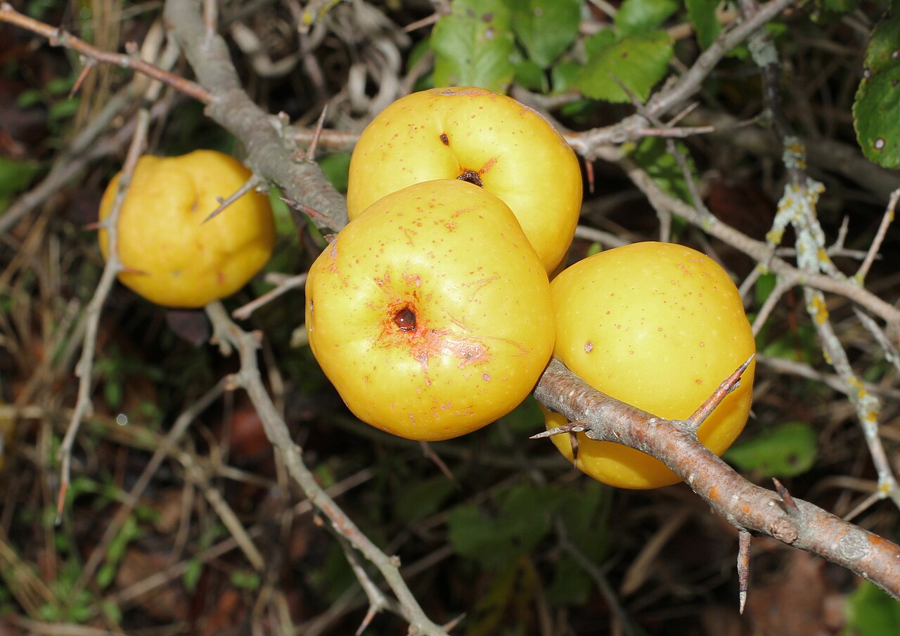 Chaenomeles japonica