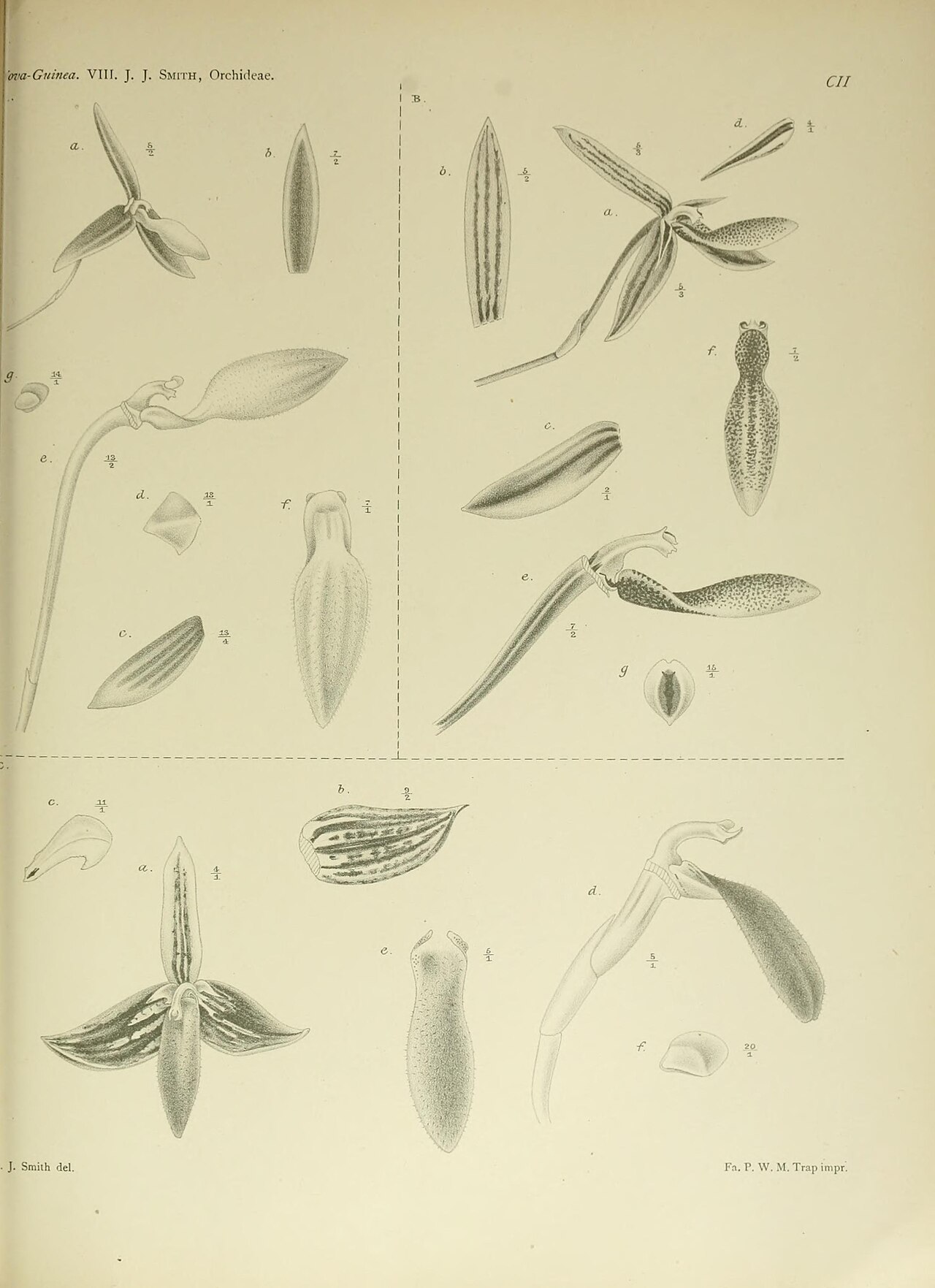 Bulbophyllum cruciatum