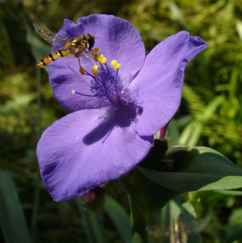 Tradescantia humilis