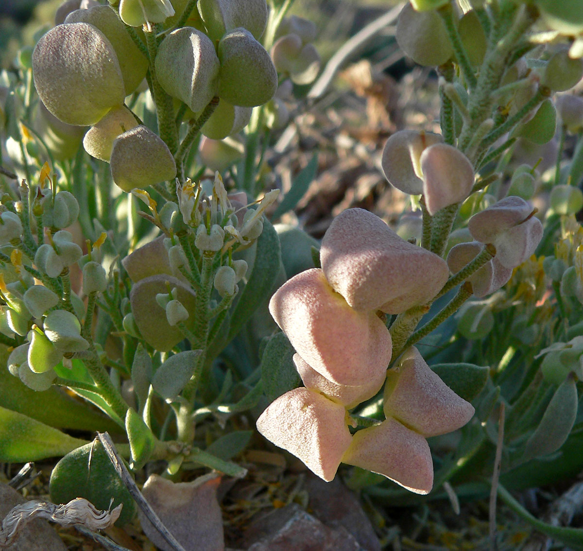 Physaria chambersii