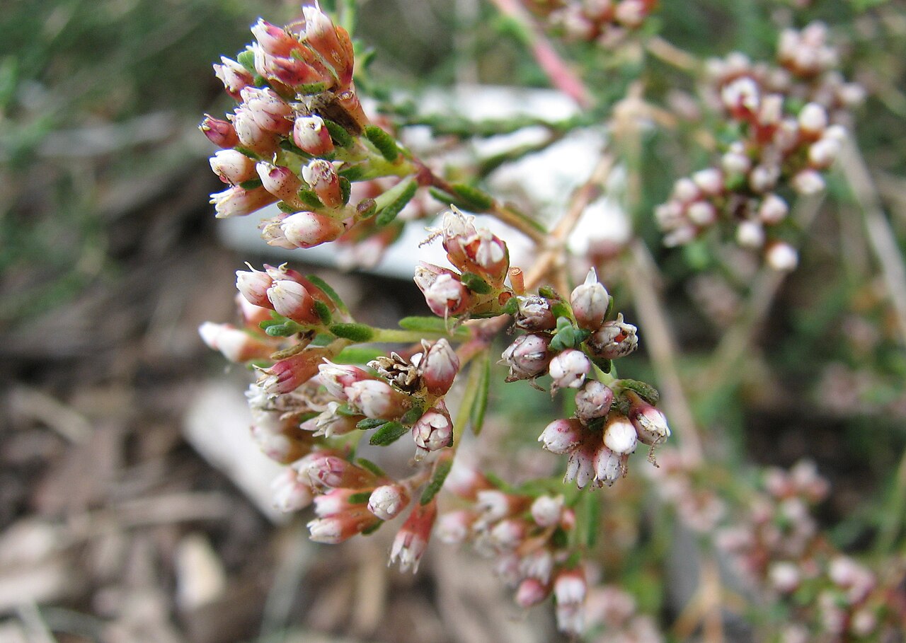 Darwinia micropetala
