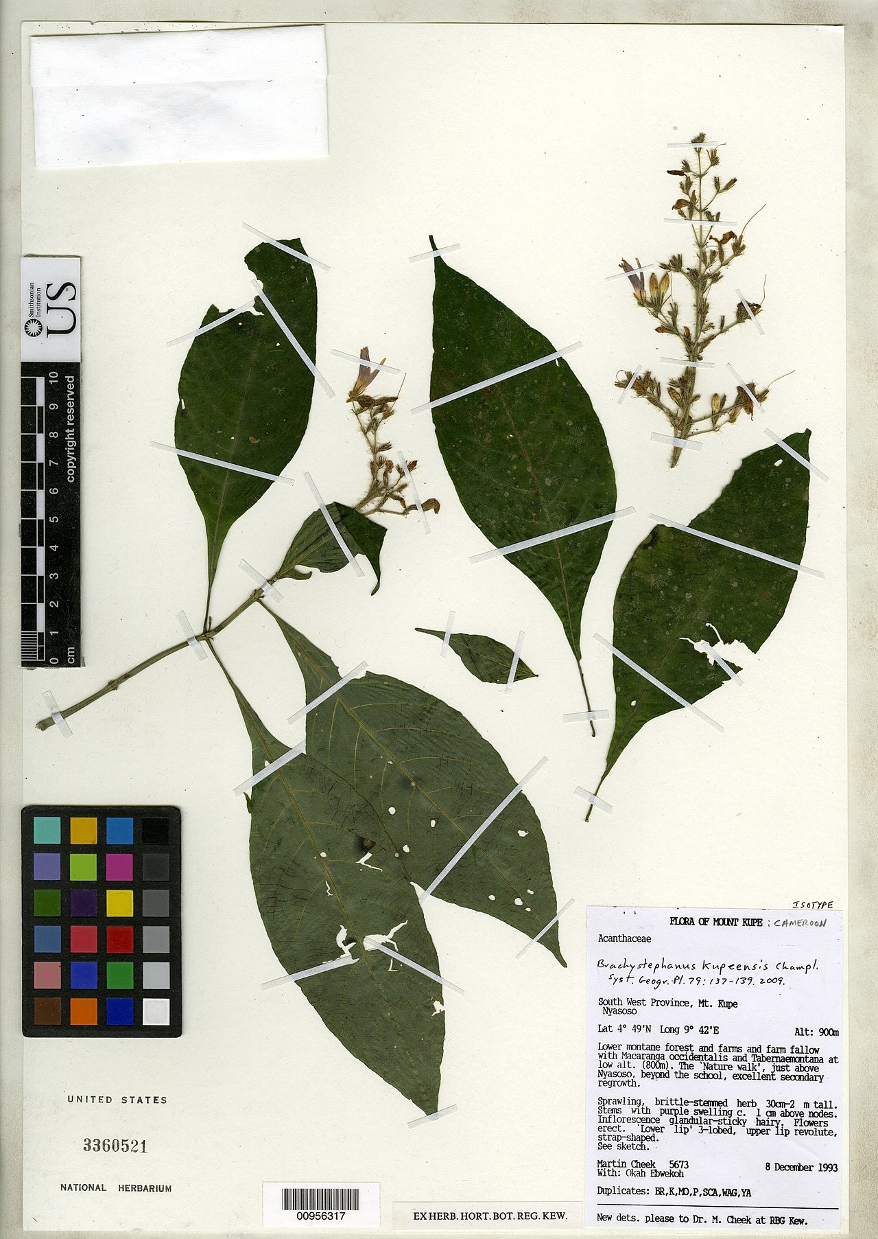 Brachystephanus kupeensis