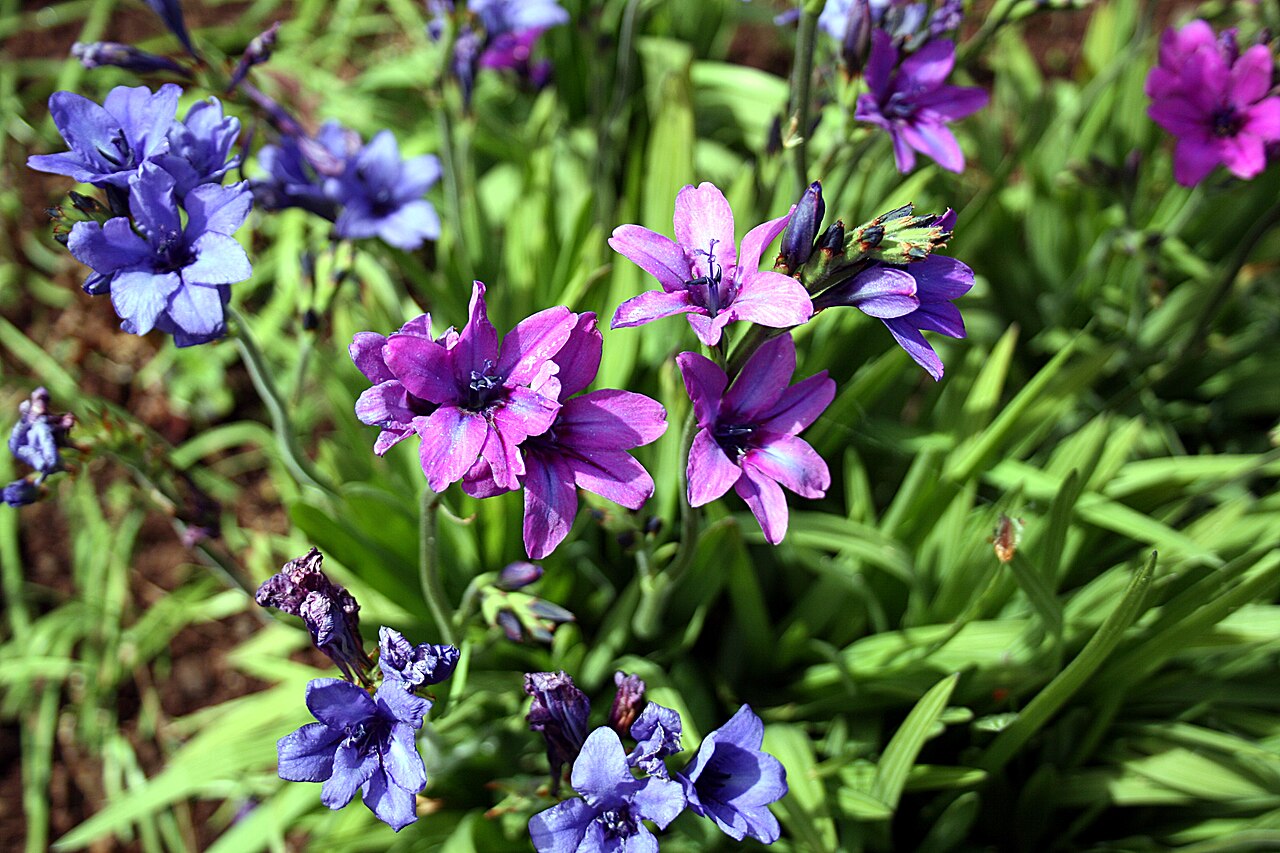Babiana stricta