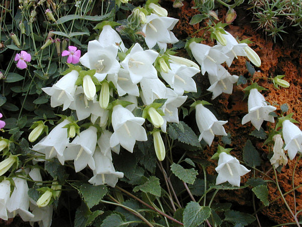 Campanula betulifolia