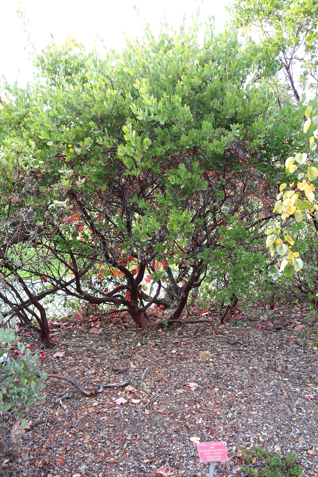 Arctostaphylos hispidula