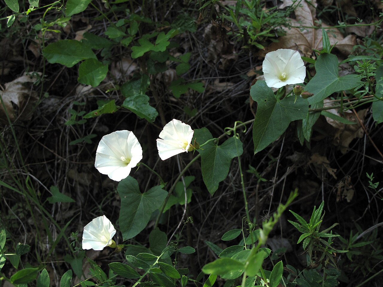 Calystegia purpurata
