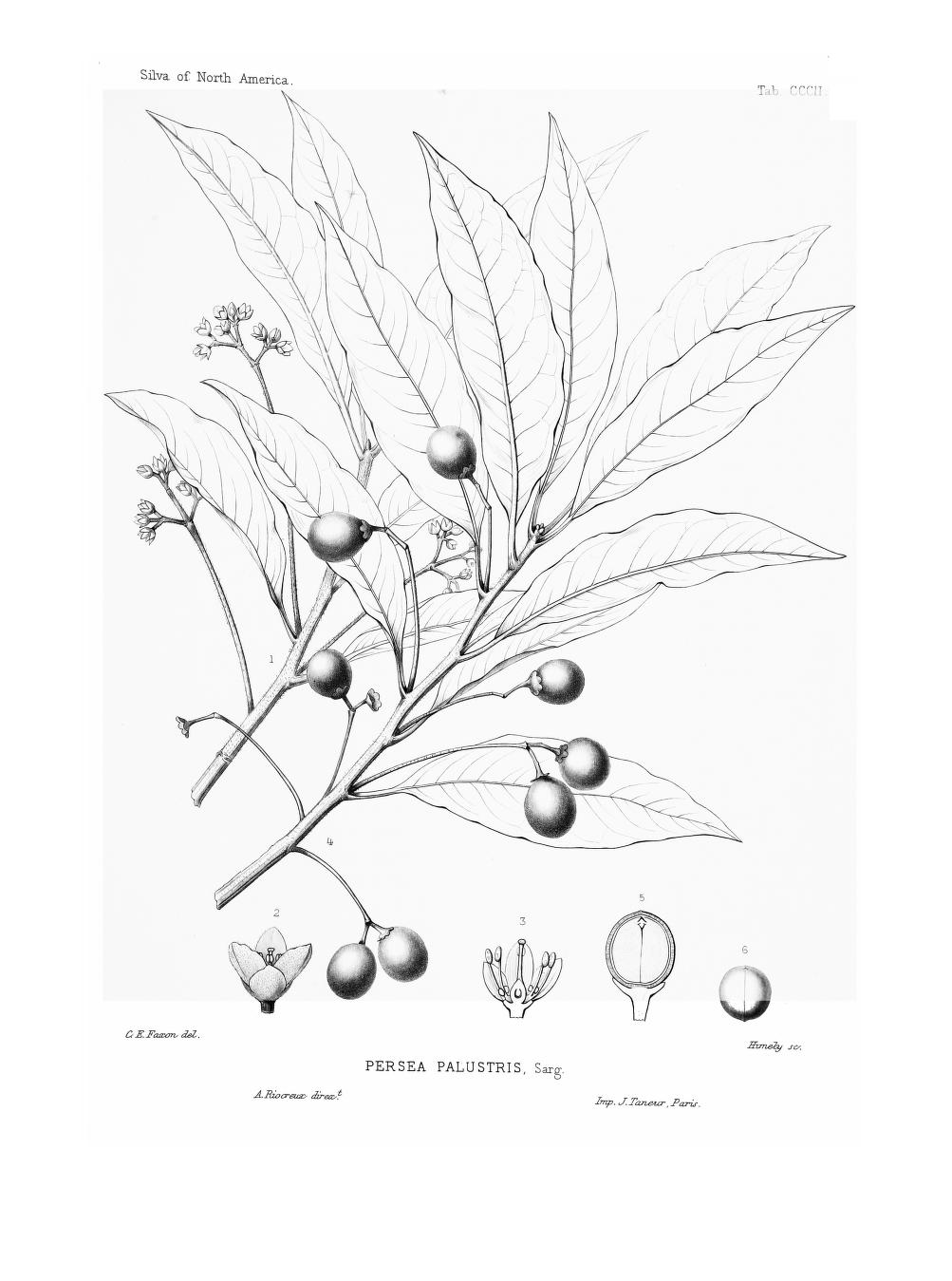 Persea palustris