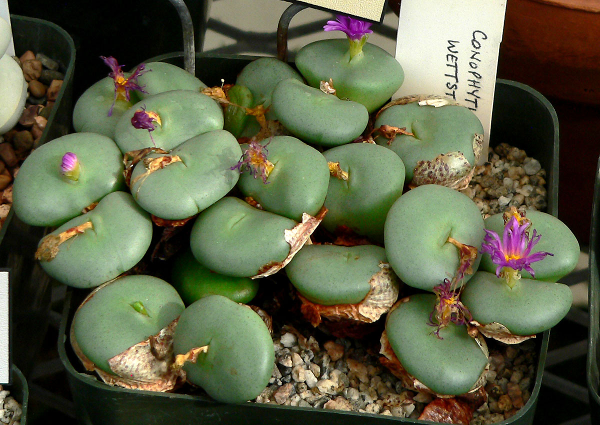 Conophytum wettsteinii