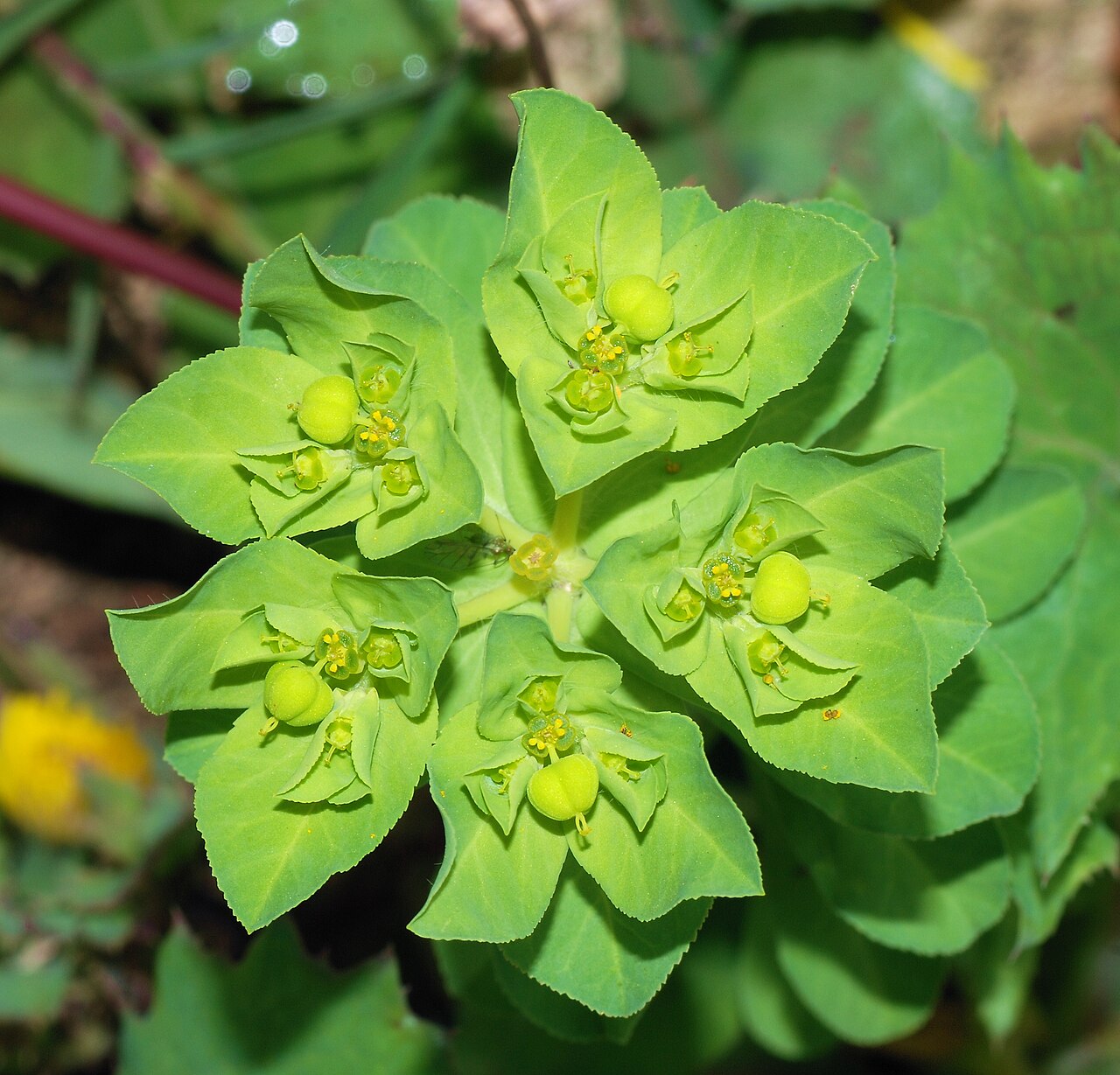 Euphorbia serrata