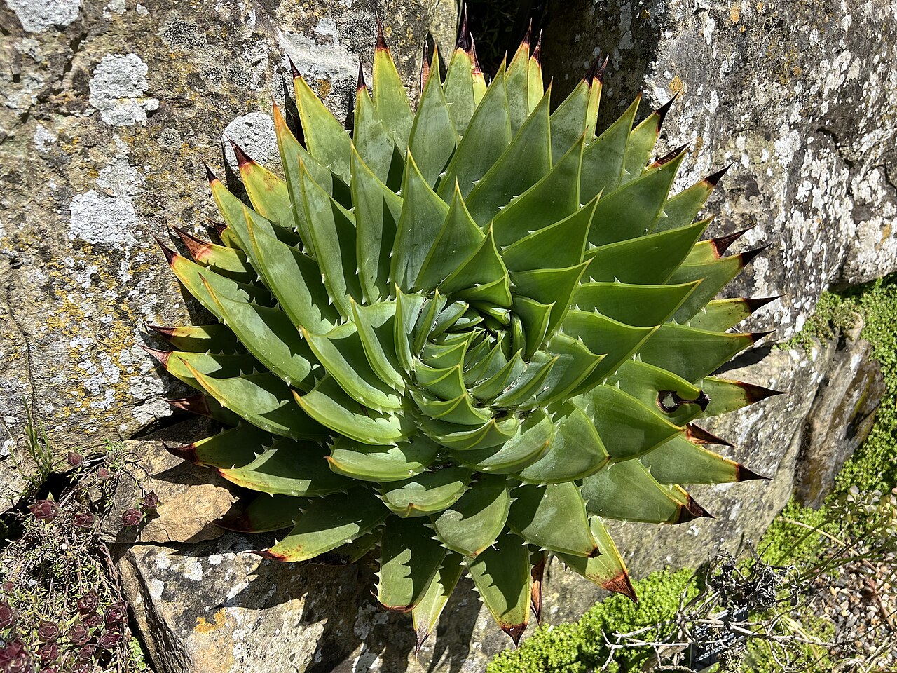 Aloe polyphylla