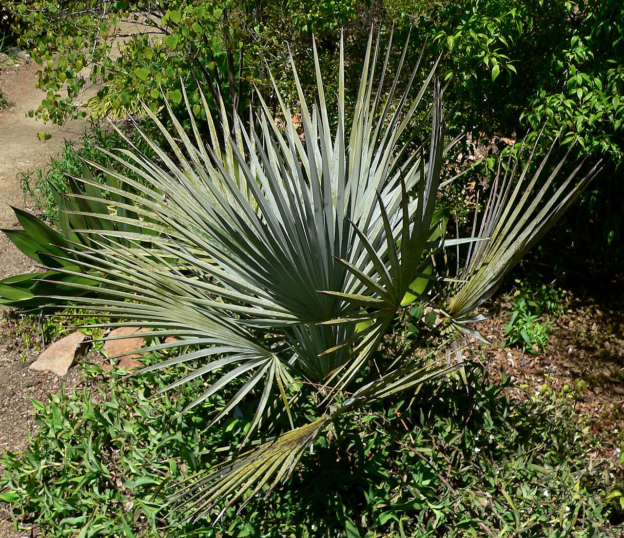 Brahea decumbens