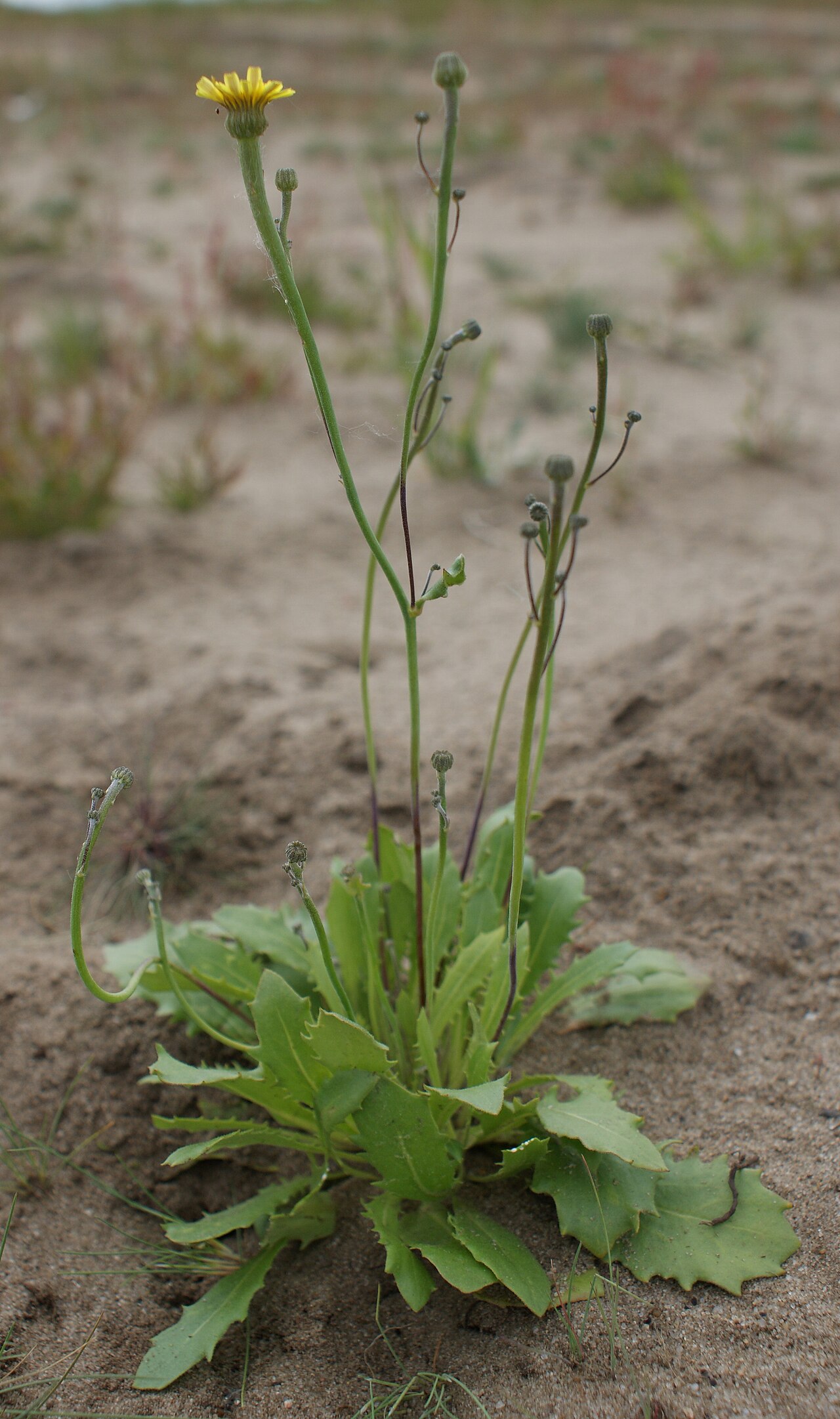 Arnoseris minima
