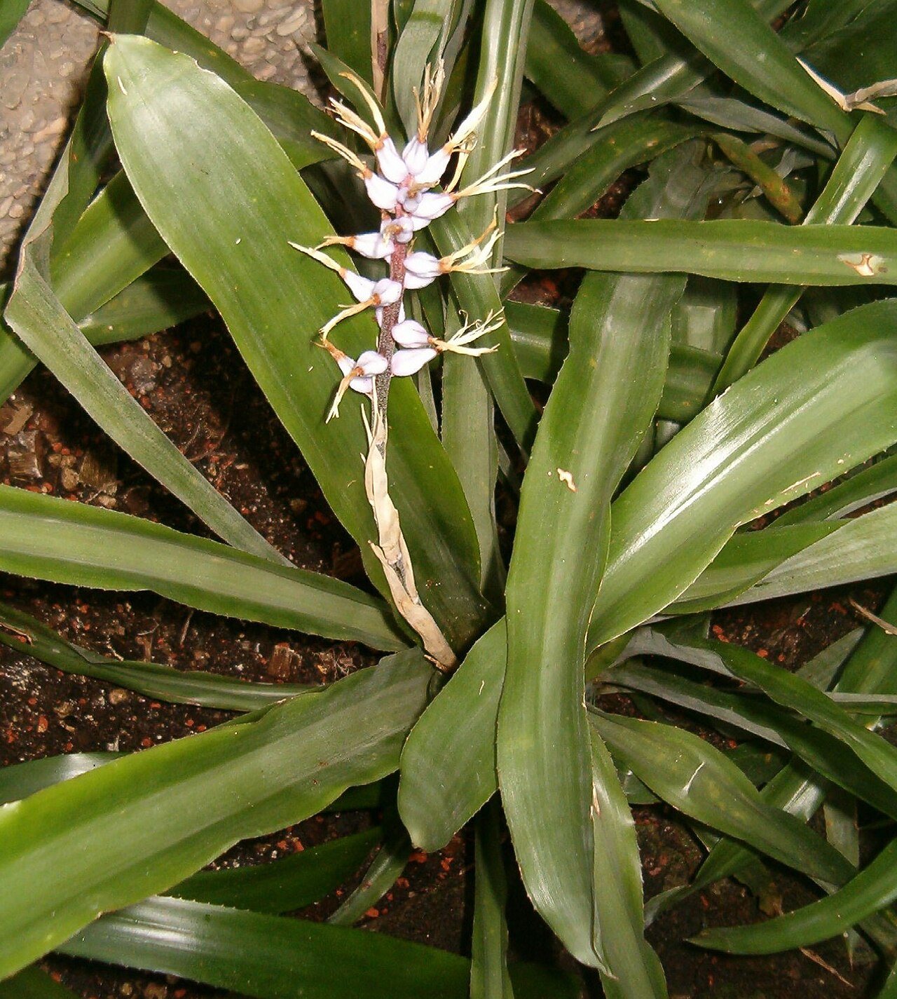 Aechmea drakeana