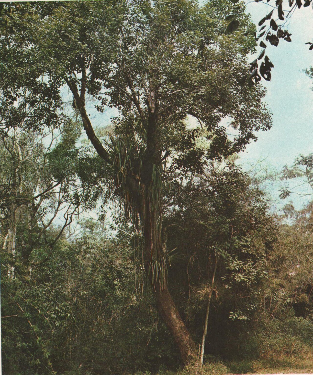 Alchornea iricurana