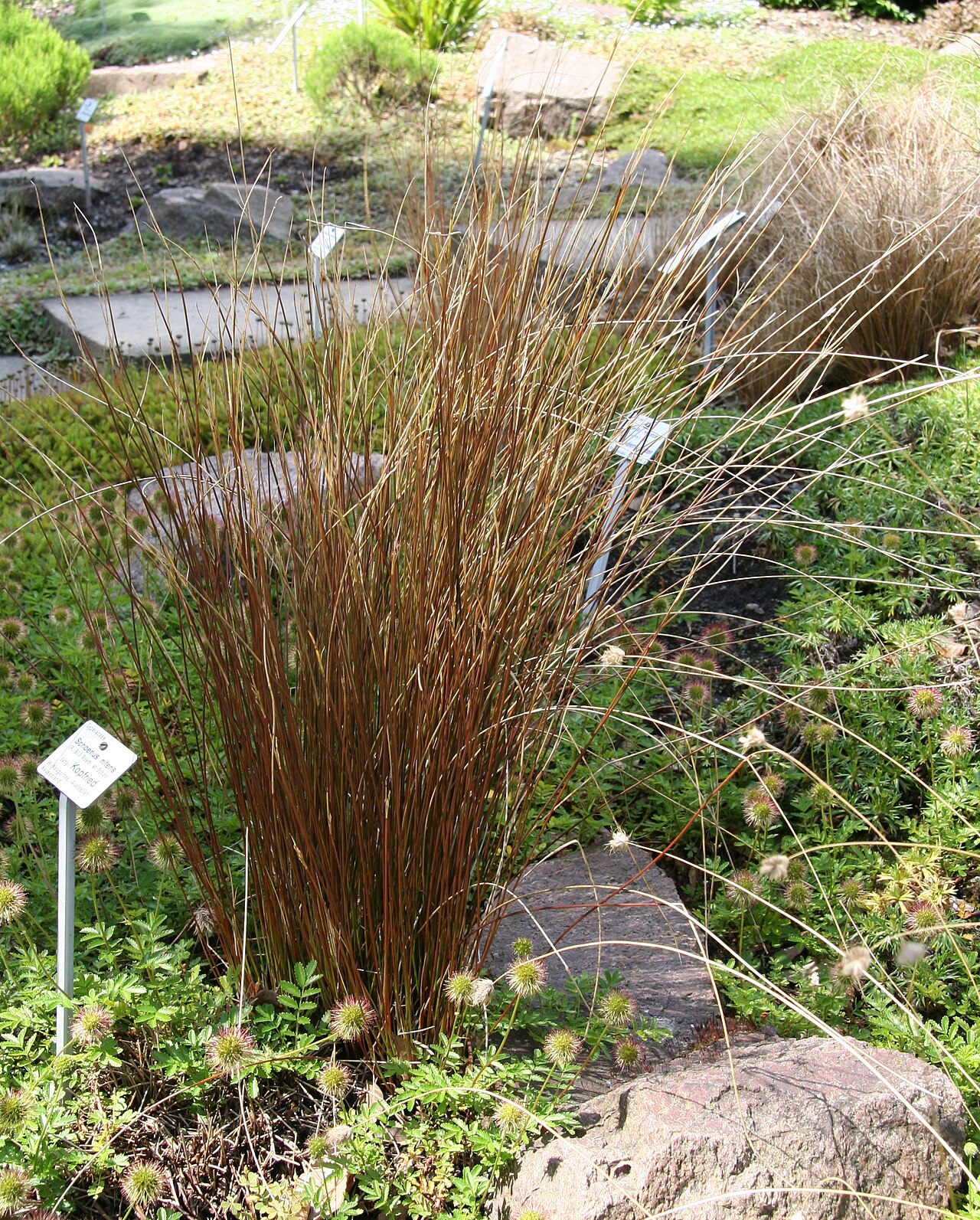 Schoenus nitens