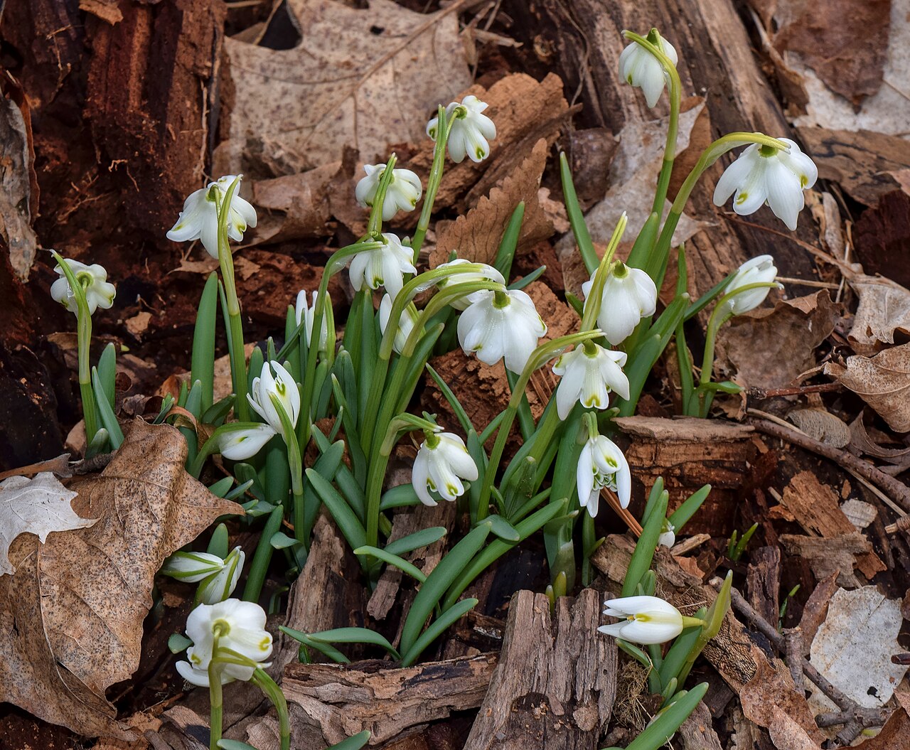 Galanthus nivalis