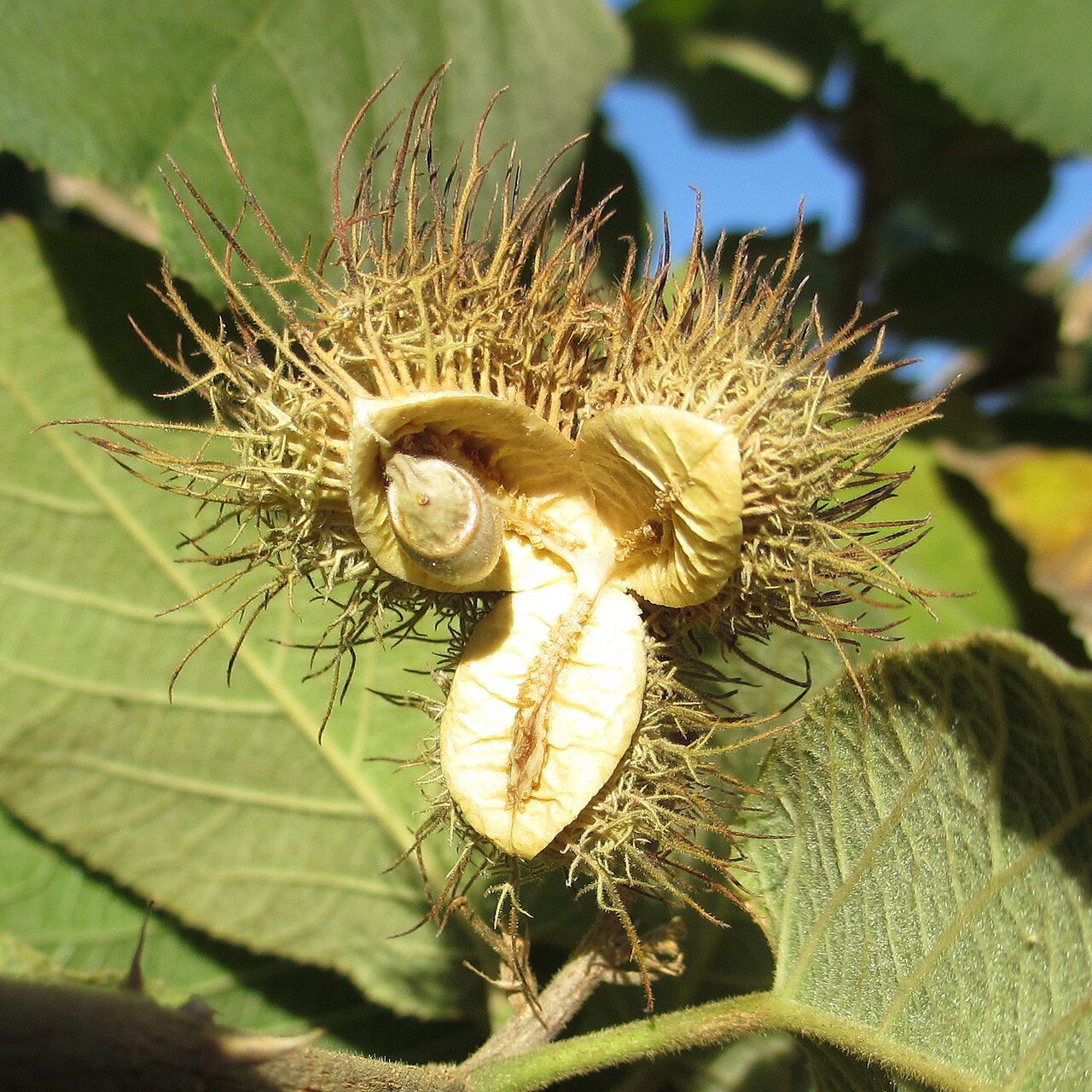 Buchnerodendron lasiocalyx