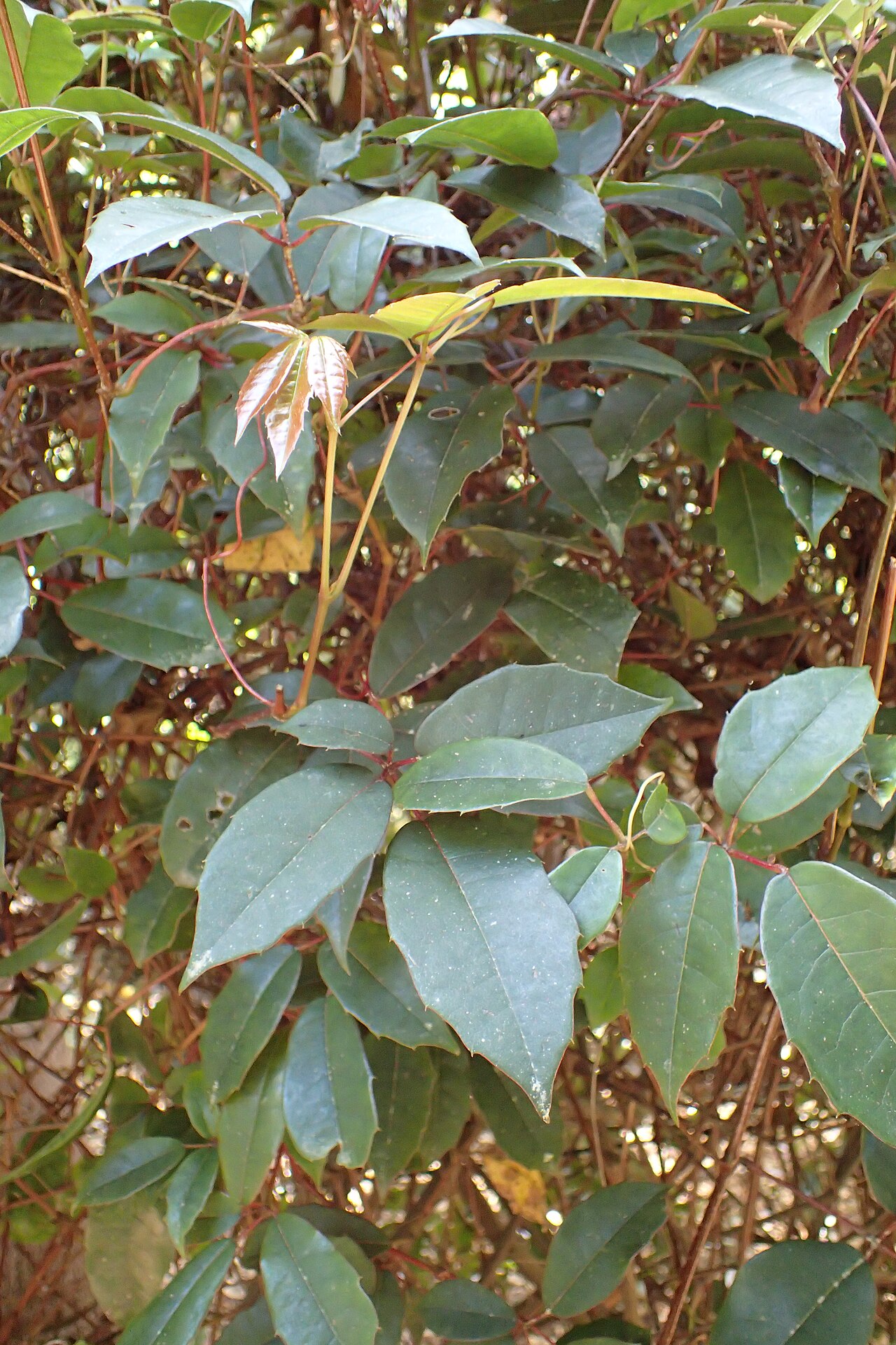 Cissus hypoglauca