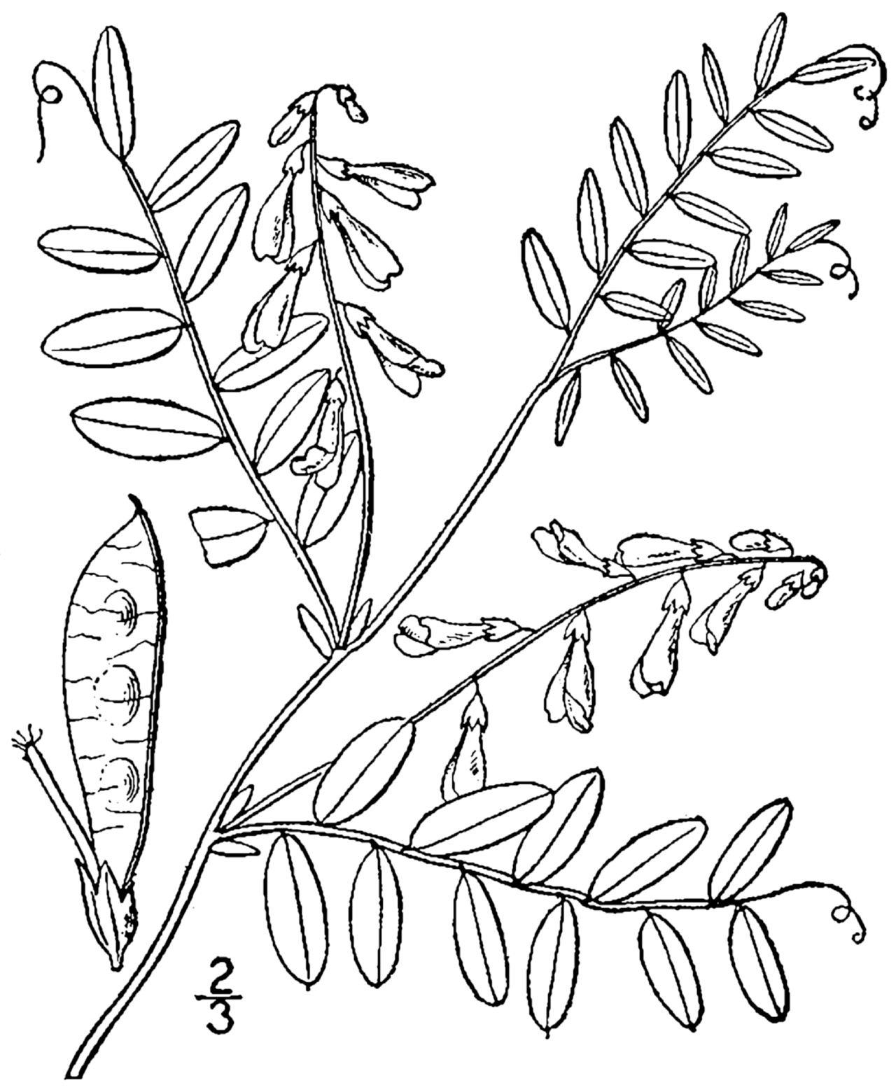 Vicia caroliniana