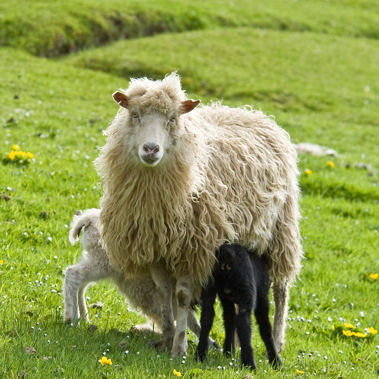 Faroes