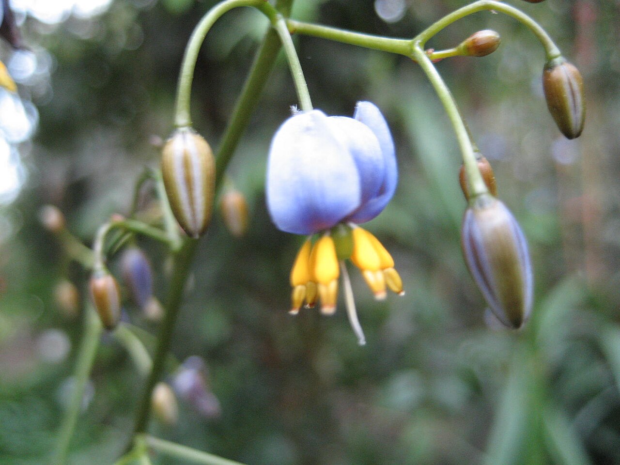 Dianella tasmanica