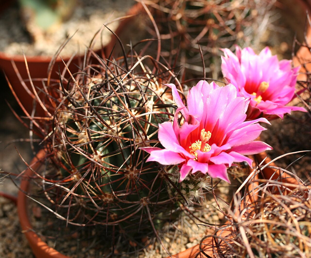 Echinocereus ferreirianus