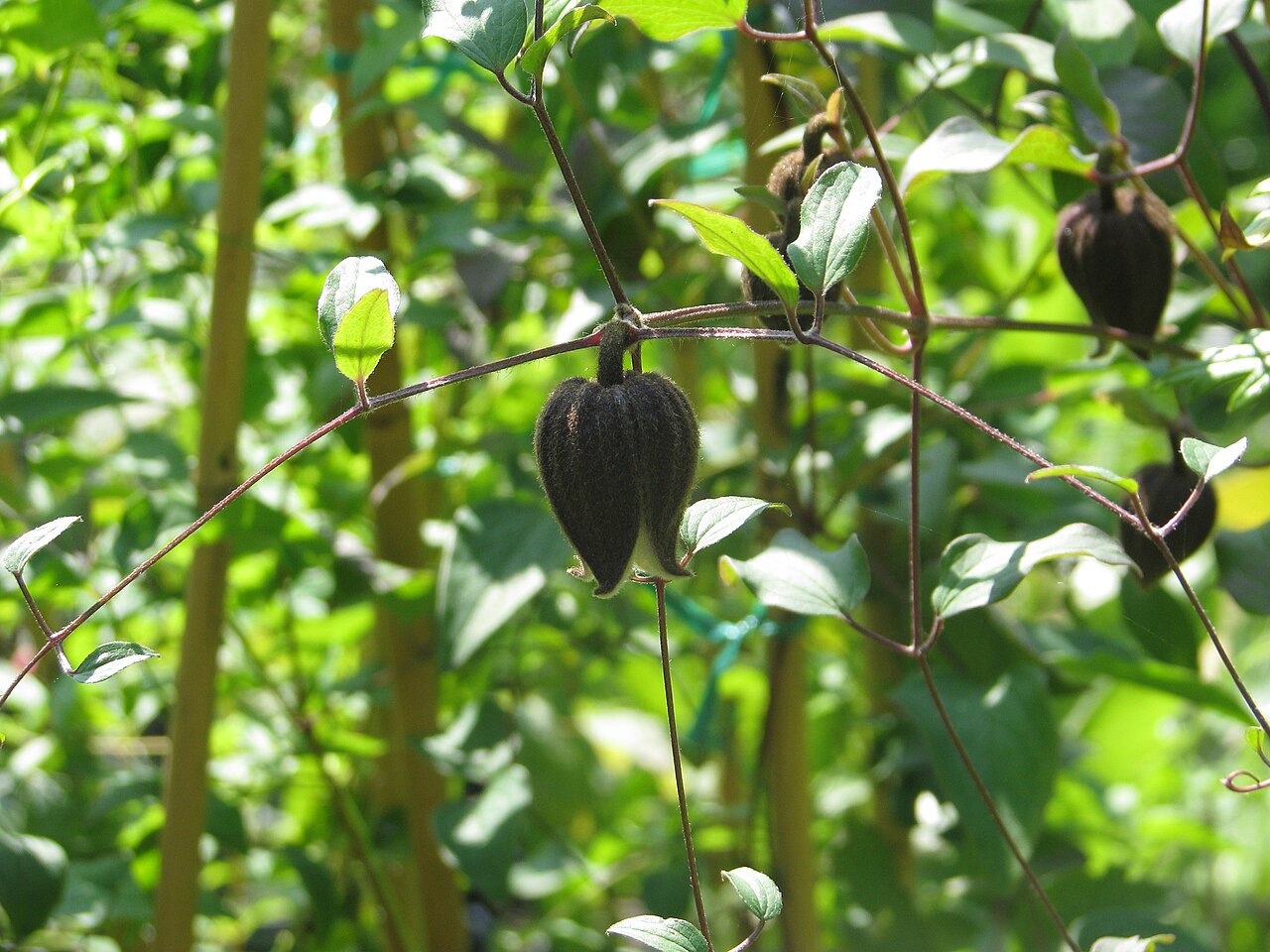 Clematis fusca